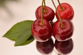 Red sweet ripe delicious cherries with the leaves