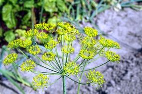 Koper Dill Italian Flower