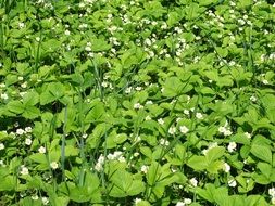 white strawberry flowers on green bushes
