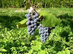 ripe blue grapes on a branch