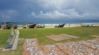 dried fish on the beach in malaysia