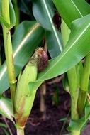 corn on cob