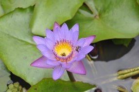 bright purple flower with bees