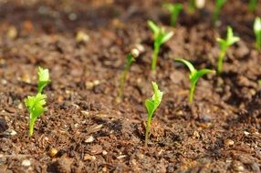 Coriander, new plants in soil