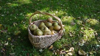 autumn apples in a basket