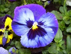 Pansy flower in nature