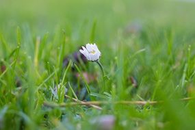 nice Daisy