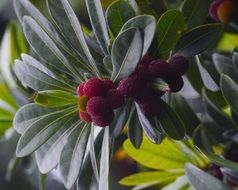 deciduous tree with exotic fruits in the arboretum