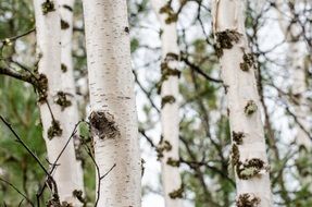 birch trunks in the forest