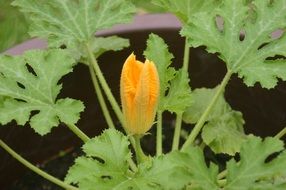 orange flower of zucchini among the green leaves