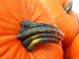 pumpkin with stalk