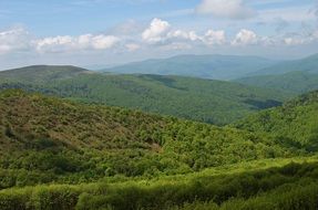 forests in Bieszczady mountains