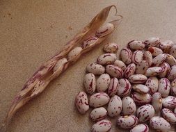 bean pod and beans
