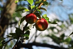 two wild red apples on a branch