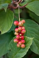 ripening process of berries on a bush