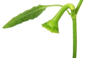 green sprout isolated