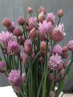 bunch of green onions with pink flowers