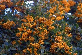 yellow fruits of ornamental shrubs