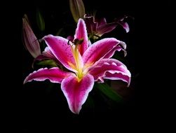 bright purple lilies in black background