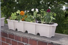 balcony box with flowers