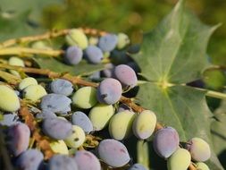 ripe berries with green leaves in the forest