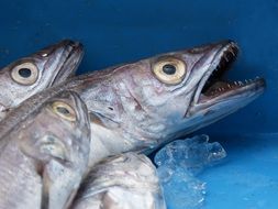Fresh Fish for dinner