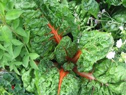 Red Swiss Chard Plant closeup