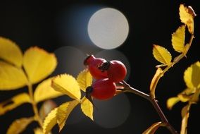 rose hips is an autumn harvest