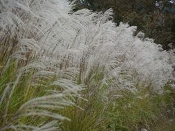 The Pampas Grass