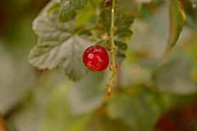 red currant berry closeup