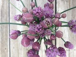 purple Chives Flowers Nature Herb
