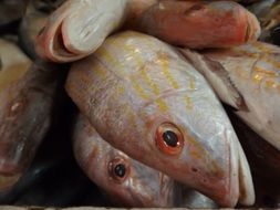 Raw Fish, heads close up