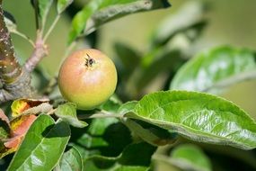 small Apple on Tree closeup