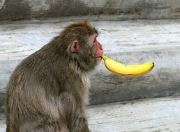 monkey with a banana in his mouth