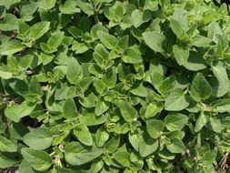 Oregano Herbs