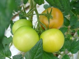 green tomatoes on a bush branch