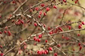 red berries on a leafless branch close-up on blurred background