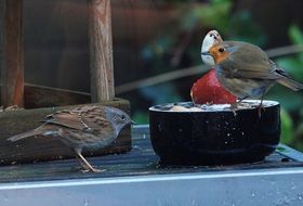 Robins feeding at Winter