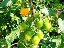 Yellow and green tomatoes on the bush