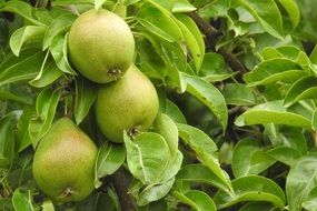 juicy and appetizing Pears