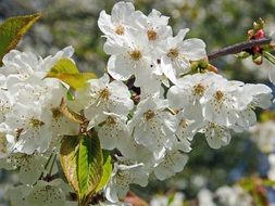 white flowers on the cherry branch