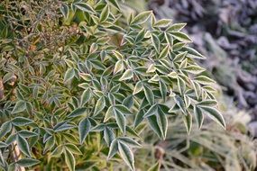 green plant in winter close up