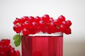 red currant fruit drink