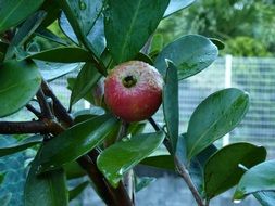 Guava Red Fruit