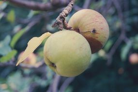 two Apples together on branch