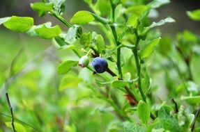 Berries in the forest