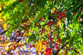 Red berries are growing on the tree