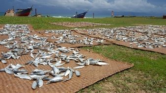 salted fish on the beach in Malaysia close-up