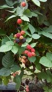 Black berries on the plant