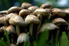 organic white mushrooms